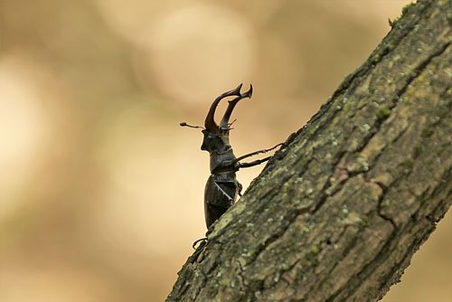 männlicher Hirschkäfer am Baum